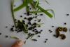 Ochropleura leucogaster